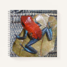 Blue Jeans Frosch Square Notebook