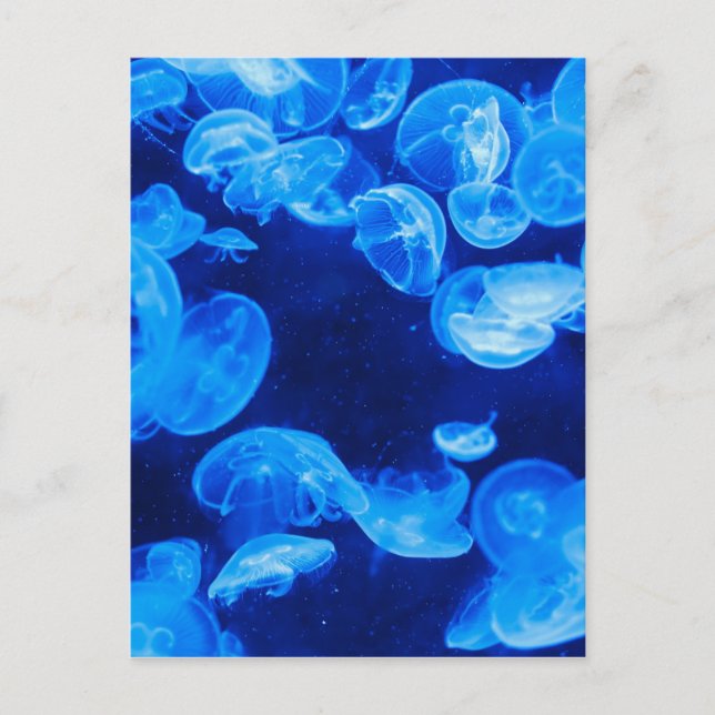 Blue Jellyfish underwater Postkarte (Vorderseite)
