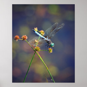 Blue Jewel, eine winzige Libelle-Erholung auf eine Poster