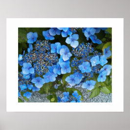 Blue Lacecap Hydrangea Floral Photographic Poster
