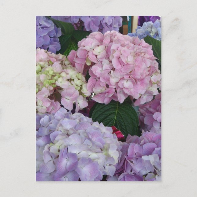 Blue Lavender Hydrangeas Postkarte (Vorderseite)