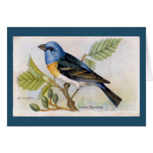 Blue Lazuli Bund'oiseaux Carte de remerciements