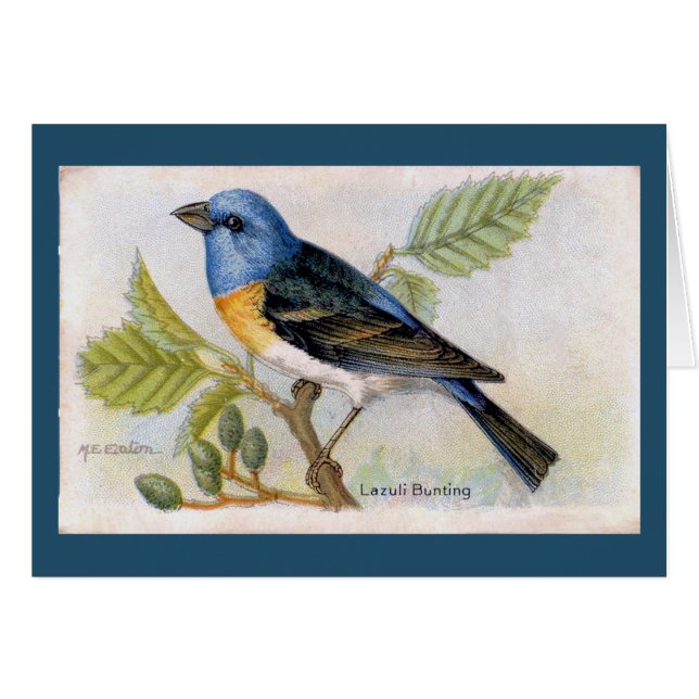 Blue Lazuli Bunting Bird Danke Karte (Vorderseite (Horizontal))