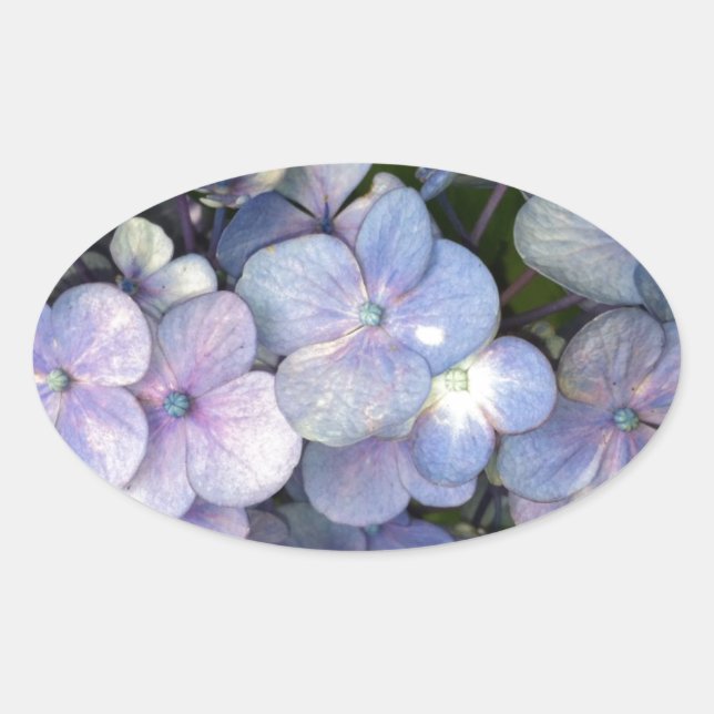 Blue Lila Hydrangea Oval Stickers (Vorderseite)