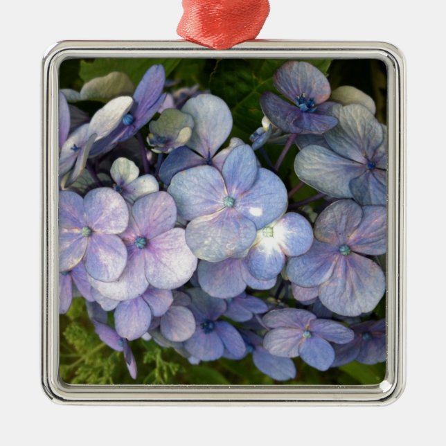 Blue Lila Hydrangea Silbernes Ornament (Vorne)