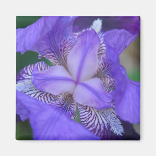 Blue Lila Iris Blume Magnet