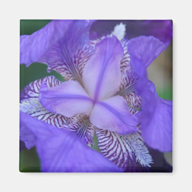 Blue Lila Iris Blume Magnet (Vorne)