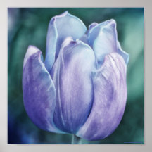 Blue Lila Tulip Fotografien Printwerbung