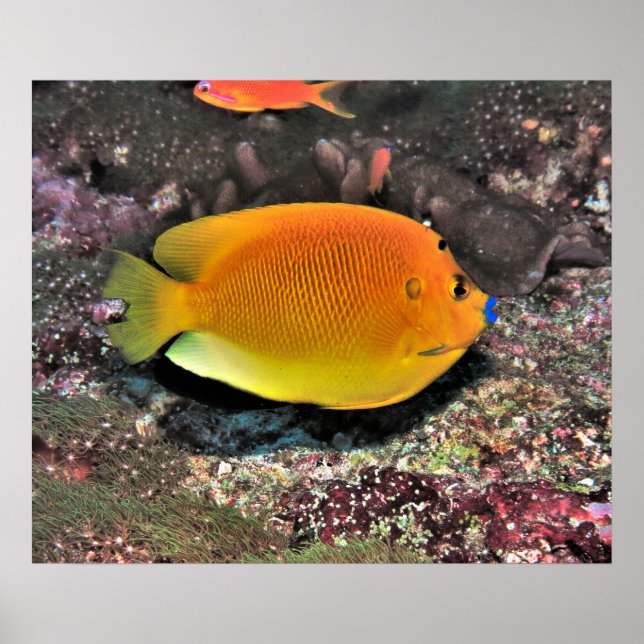 Blue Lip Angelfish Poster (Vorne)
