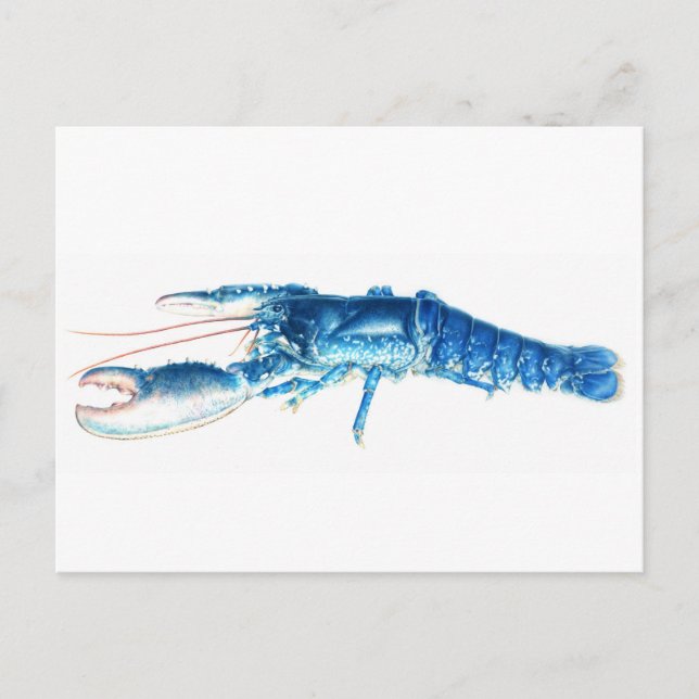 Blue lobster fine art watercolor postcard postkarte (Vorderseite)