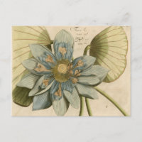 Blue Lotus Blume auf Tan Hintergrund mit Schreiben
