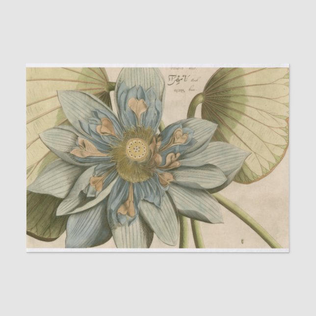 Blue Lotus Blume auf Tan Hintergrund mit Schreiben Seidenpapier (Vorderseite)