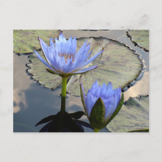 Blue Lotus Duet Postkarte
