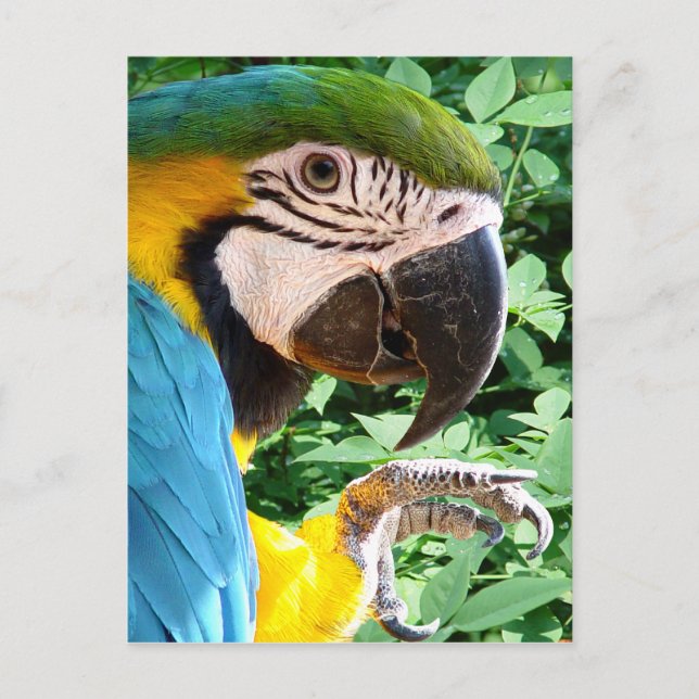 Blue Macaw Parrot Postcard Postkarte (Vorderseite)