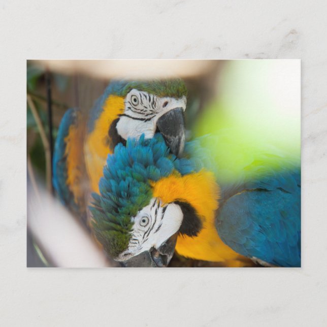 Blue Macaws Postcards Postkarte (Vorderseite)