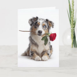 Blue Merle Aussie Valentine – Devoted Love Karte