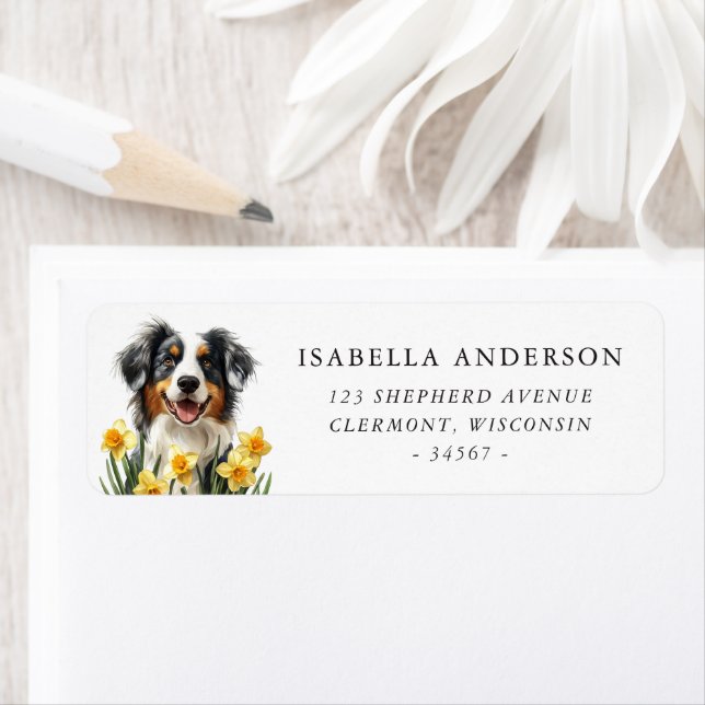 Blue Merle Australian Shepherd Spring Daffodis (Insitu)