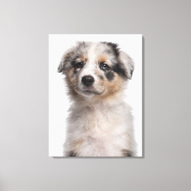 Blue Merle Australian Shepherd Welpe nah-up Leinwanddruck (Vorderseite)