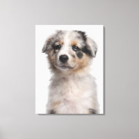 Blue Merle Australian Shepherd Welpe nah-up