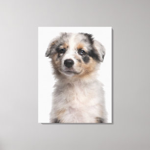 Blue Merle Australian Shepherd Welpe nah-up Leinwanddruck