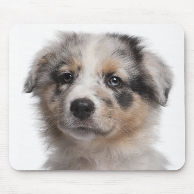 Blue Merle Australian Shepherd Welpe nah-up Mousepad (Vorne)