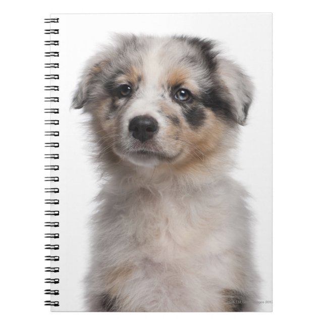 Blue Merle Australian Shepherd Welpe nah-up Notizblock (Vorderseite)