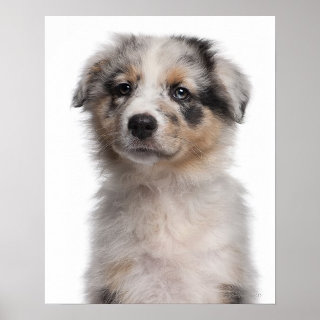 Blue Merle Australian Shepherd Welpe nah-up Poster (Vorne)