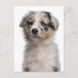 Blue Merle Australian Shepherd Welpe nah-up Postkarte