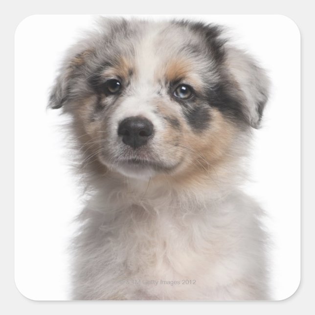 Blue Merle Australian Shepherd Welpe nah-up Quadratischer Aufkleber (Vorderseite)