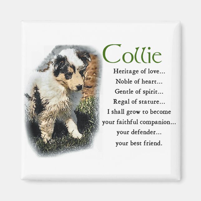 Blue Merle Collie Geschenke Magnet (Vorne)