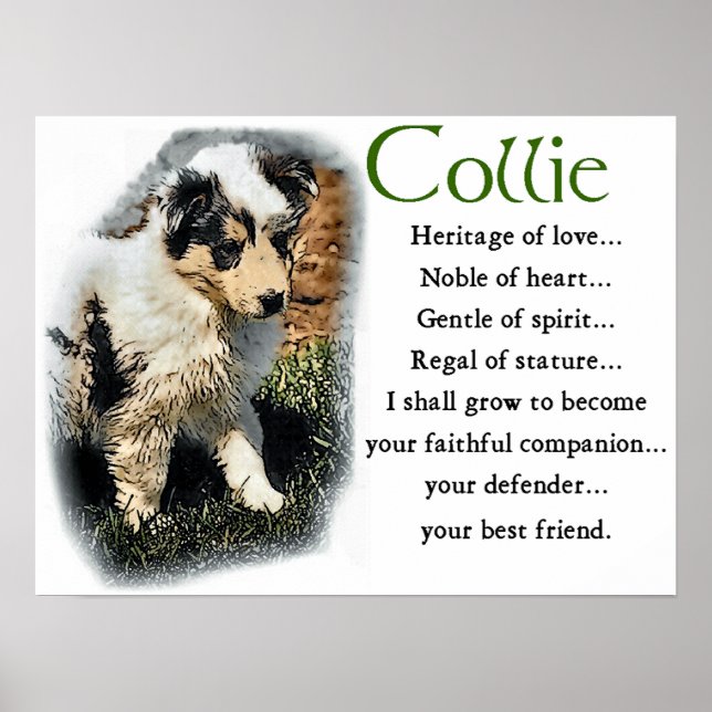 Blue Merle Collie Geschenke Poster (Vorne)