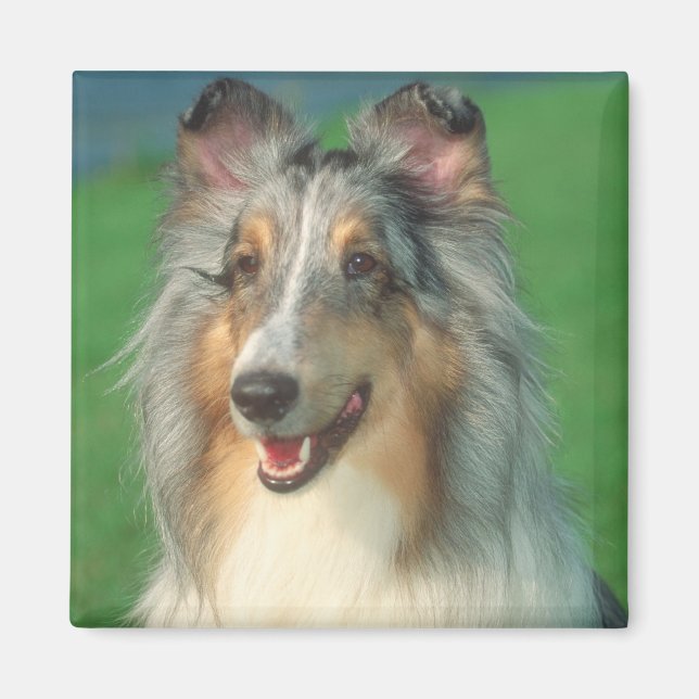 Blue Merle Collie Magnet (Vorne)
