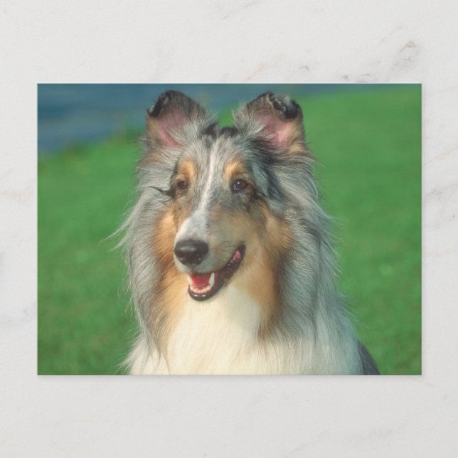Blue Merle Collie Postkarte (Vorderseite)