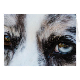 Blue Merle Dog