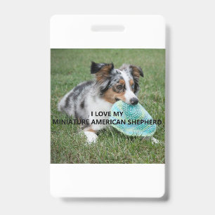 Blue_Merle_Miniature_American_Shepherd Liebe mit B Ausweis