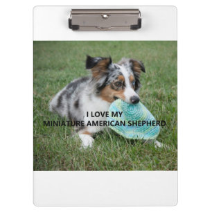 Blue_Merle_Miniature_American_Shepherd Liebe w pic Klemmbrett