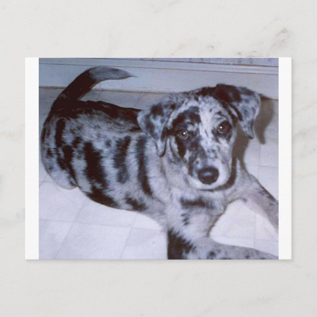 Blue merle puppy-Catahoula.pnng Postkarte (Vorderseite)