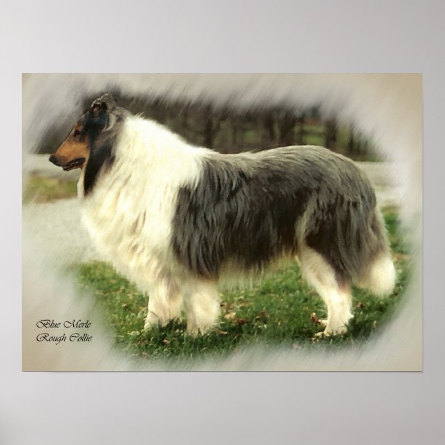Blue Merle Rough Collie Kunstgiesserei Poster (Vorne)
