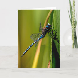 Blue-mit Augen Darner Dragonfly Dankeschön Karte
