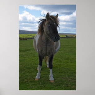 Blue Mit Augen Dartmoor Pony Poster