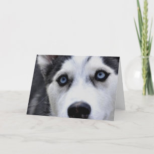 Blue Mit Augen Husky Grußkarten Karte
