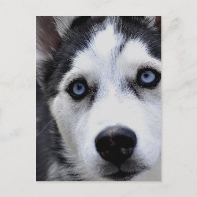 Blue Mit Augen Husky Postcard Postkarte (Vorderseite)