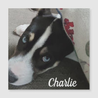 Blue Mit Augen Husky Puppy oder Add your own Dog F