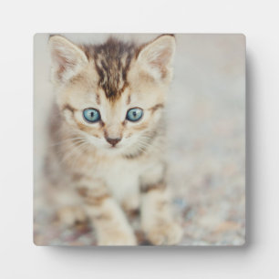 Blue Mit Augen Kitty Fotoplatte