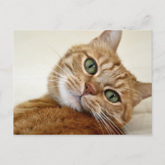 Blue Mit Augen Kitty Postkarte