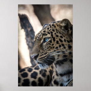 Blue Mit Augen Leopard Poster