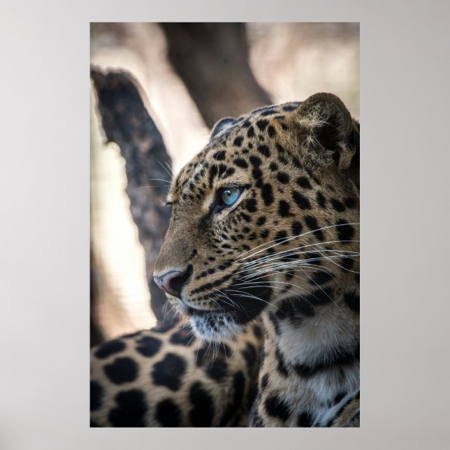 Blue Mit Augen Leopard Poster (Vorne)