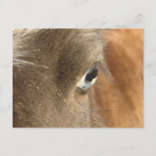 Blue Mit Augen Mini Filly Postkarte