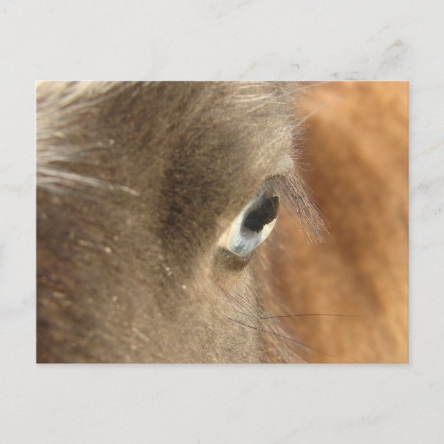 Blue Mit Augen Mini Filly Postkarte (Vorderseite)