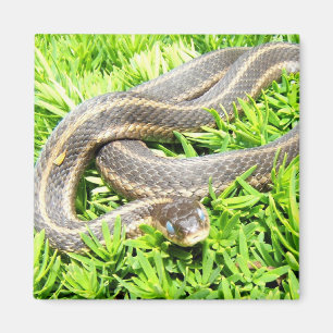 Blue Mit Augen Snake ~ Magnet